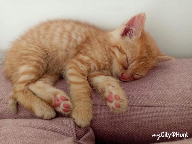 myCityQuest Scavenger Hunt 1